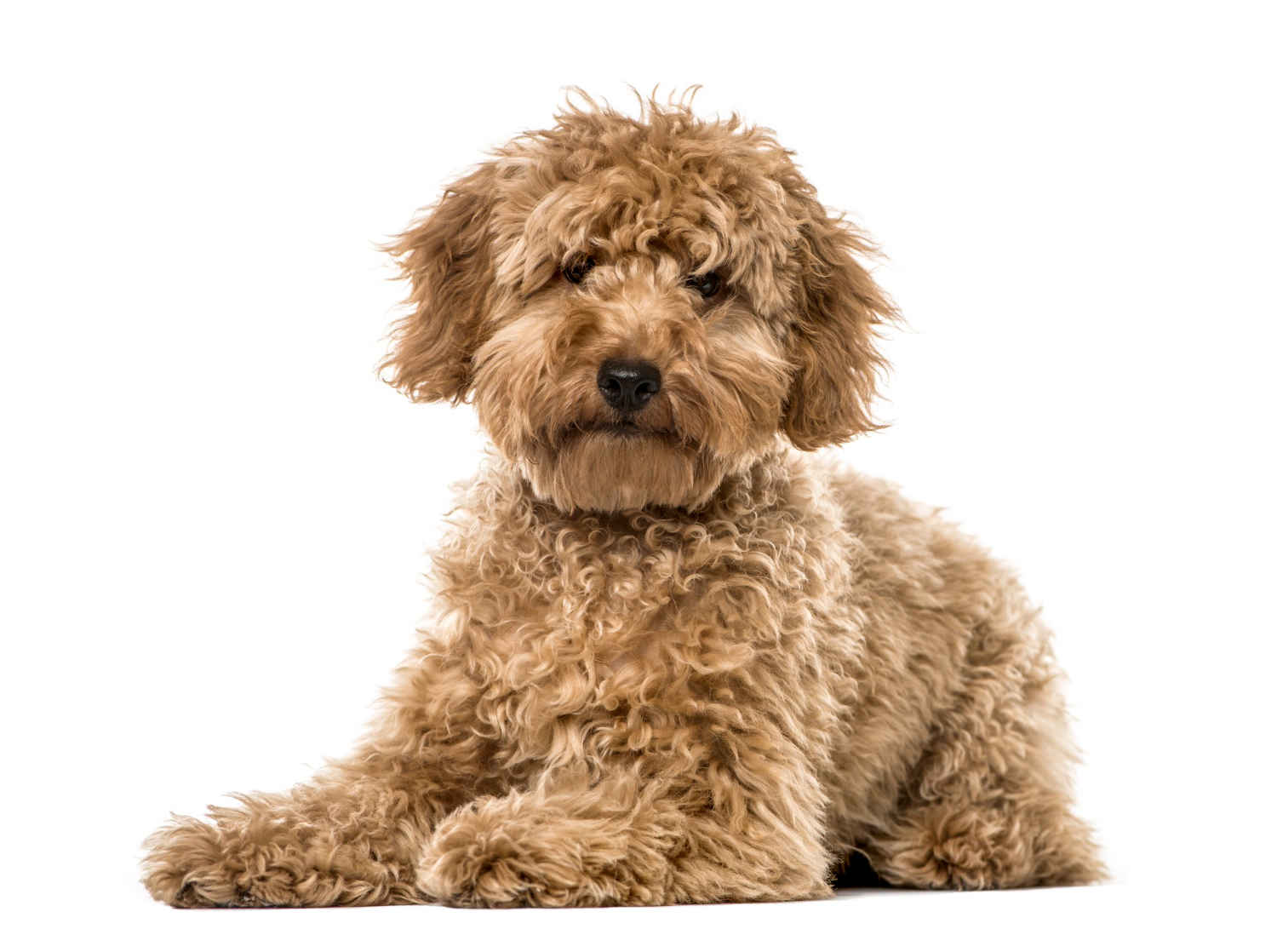 What are some signs that your Poodle puppy may be feeling anxious or scared?